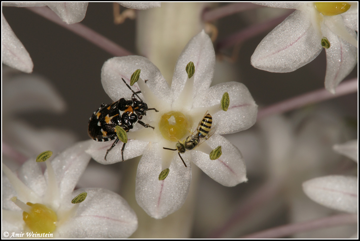 Heteroptera d''Israele